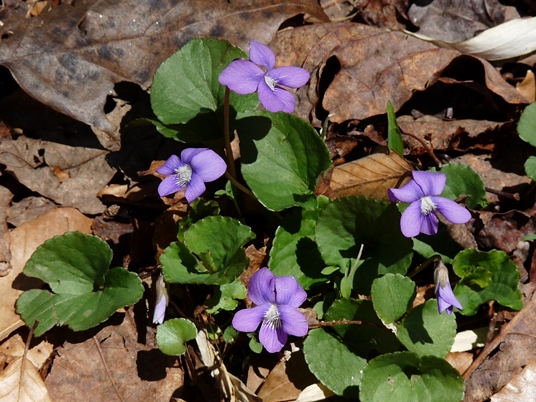 {Viola hirsutula}
